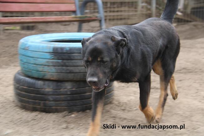 Skidi szuka kochającego domu