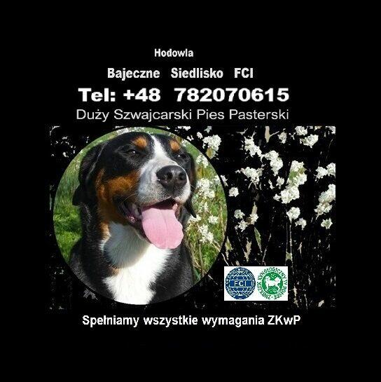 Duży szwajcarski pies pasterski DSPP hodowla szczeniak FCI