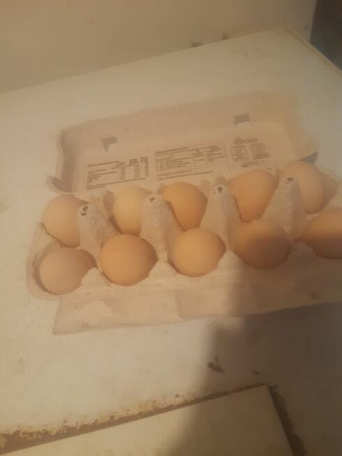 Sprzedam jajka kur zielononuzki