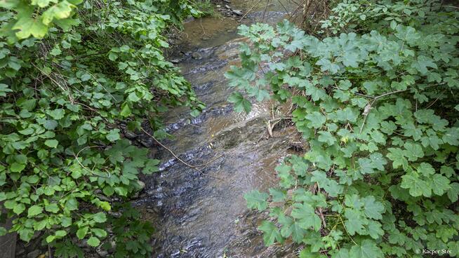 Siedlisko w Bieszczadach