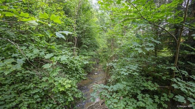 Siedlisko w Bieszczadach