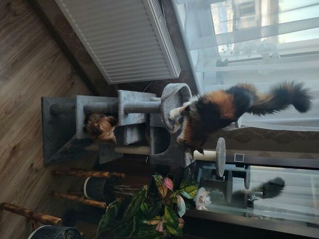 kotka do rozrodu