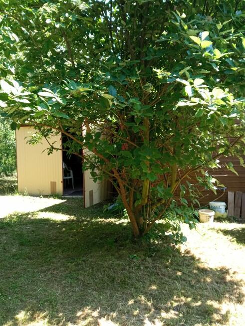 Wynajmę działkę z domkiem drewniany