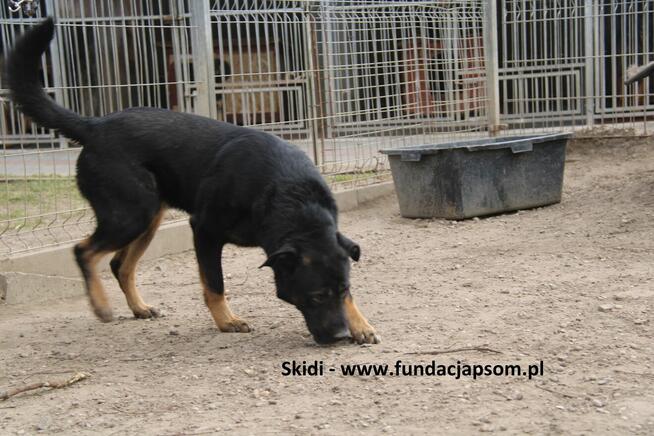 Skidi szuka kochającego domu