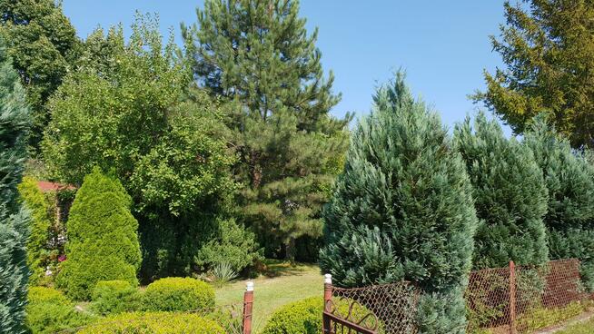 Działka ROD Sosnowiec Kalinowa