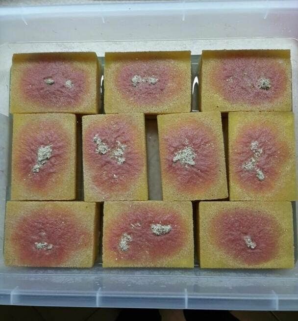 Auloforus - pokarm dla ryb. 25 zł Wysyłka !