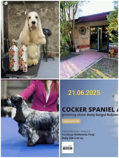 Szkolenie dla groomerów - Cocker Spaniel Angielski