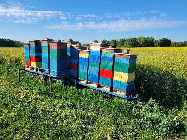 Odkłady pszczele na ramce wielkopolskiej 2025 , odkład