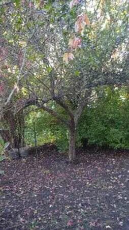 Sprzedaż prawa do dzierżawy działki ROD w Warszawie- Zacisze