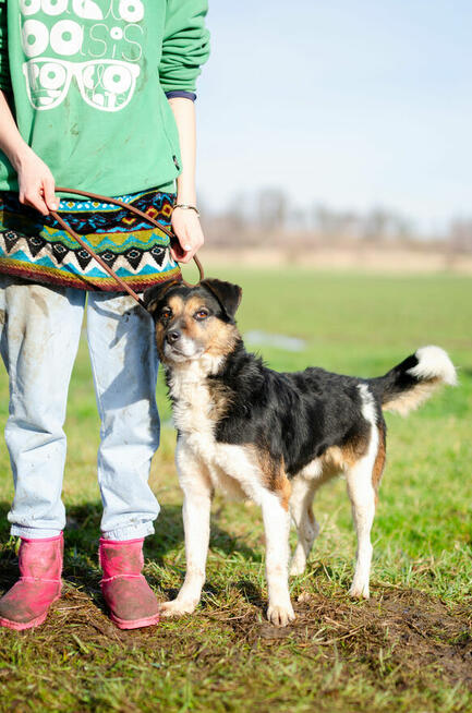 Lewel - przyjazny tricolor szuka domu!