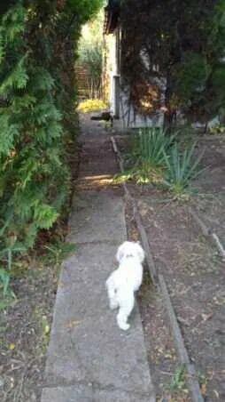 Sprzedaż prawa do dzierżawy działki ROD w Warszawie- Zacisze