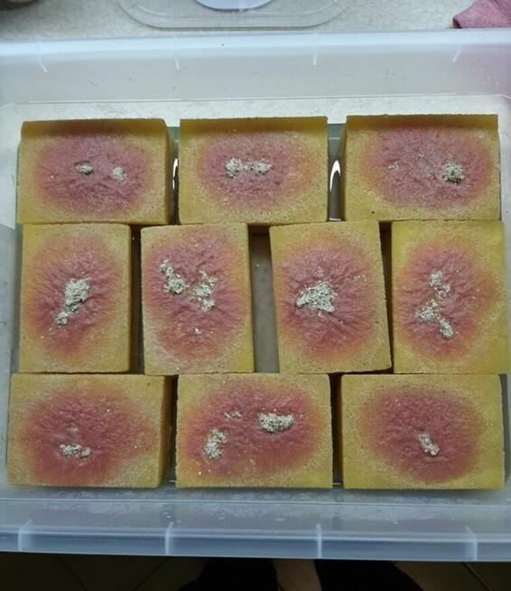 Auloforus - pokarm dla ryb. 25 zł Wysyłka !