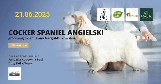 Szkolenie dla groomerów - Cocker Spaniel Angielski