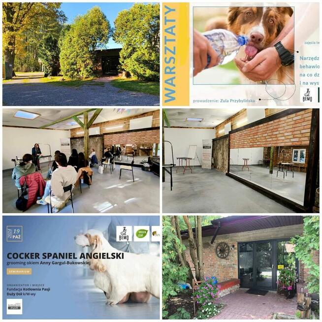 Szkolenie dla groomerów - Cocker Spaniel Angielski