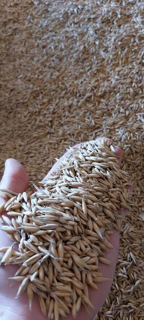 Owies, jeczmień jary