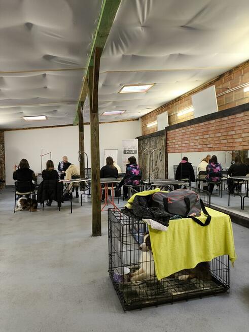 Szkolenie dla groomerów - Cocker Spaniel Angielski