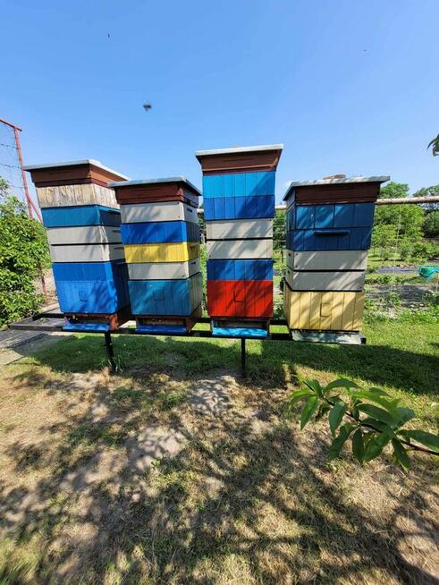 Odkłady pszczele na ramce wielkopolskiej 2025 , odkład