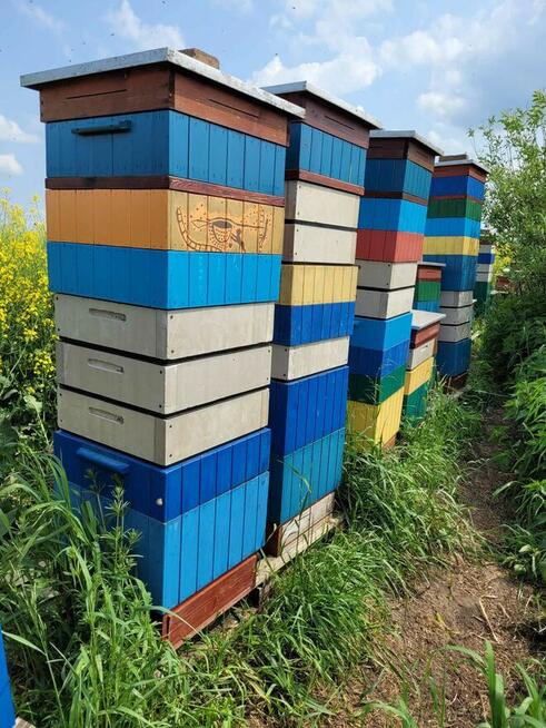 Odkłady pszczele na ramce wielkopolskiej 2025 , odkład