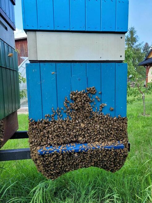 Odkłady pszczele na ramce wielkopolskiej 2025 , odkład