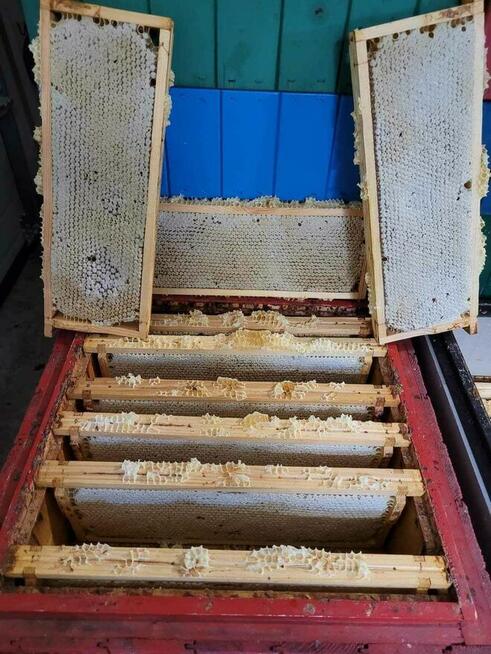 Odkłady pszczele na ramce wielkopolskiej 2025 , odkład