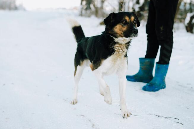 Lewel - przyjazny tricolor szuka domu!