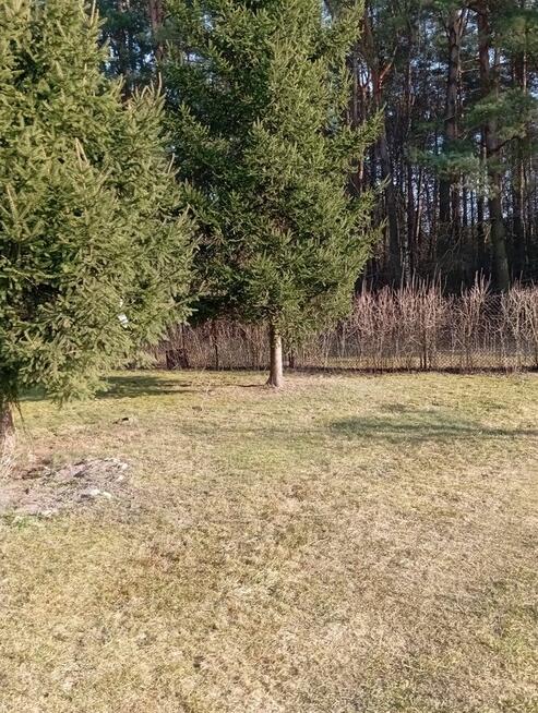 Sprzedam bezpośrednio siedlisko z budynkami gospodarczymi .