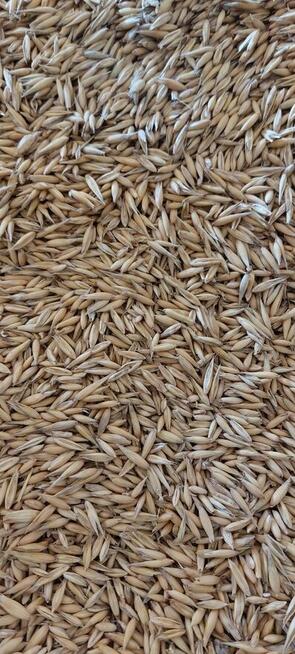 Owies, jeczmień jary