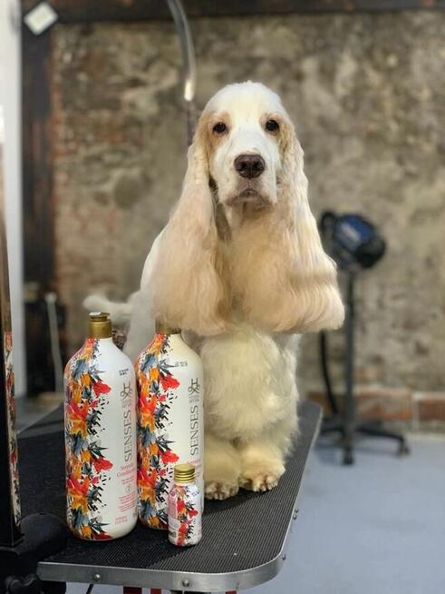 Szkolenie dla groomerów - Cocker Spaniel Angielski