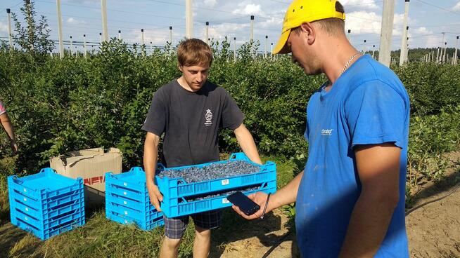 *Max Crop-program do zbiorów borówki, truskawki, maliny*