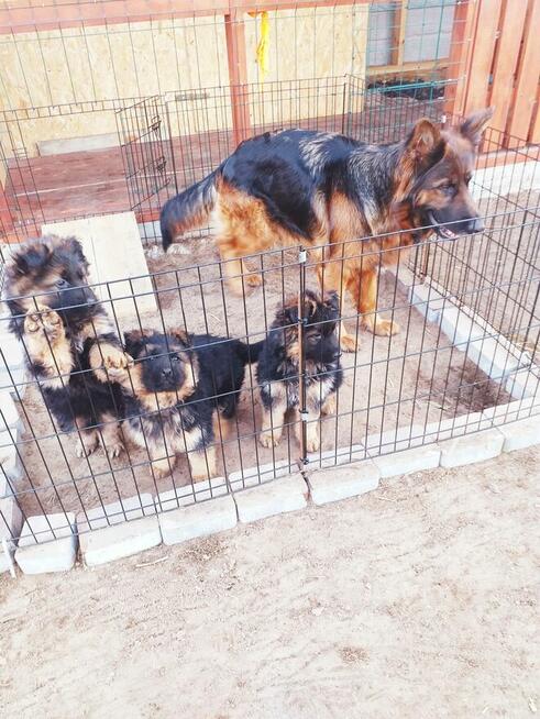 Owczarek Niemiecki Ďługowłosy