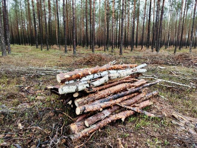 Tani opał GAŁĘZIÓWKA do kominka do ogniska GRUBA