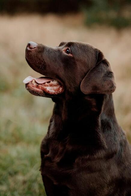 Labrador Retriever szczeniaki FCI ZkwP o/Wrocław