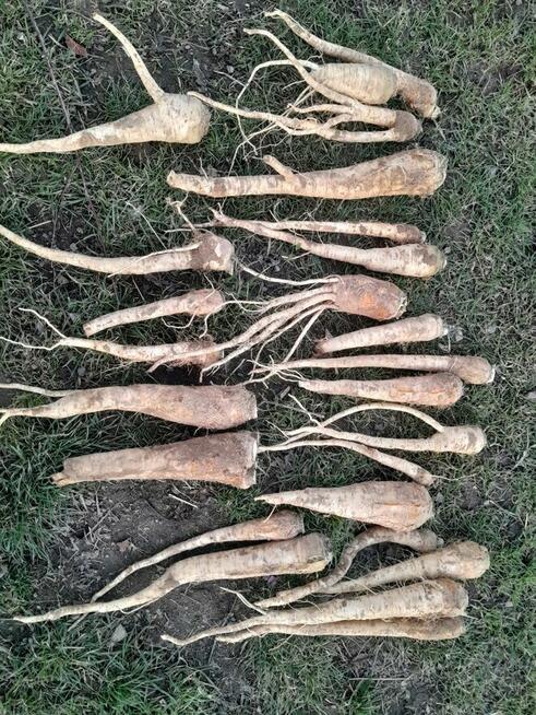 Pietruszka korzeń Arat