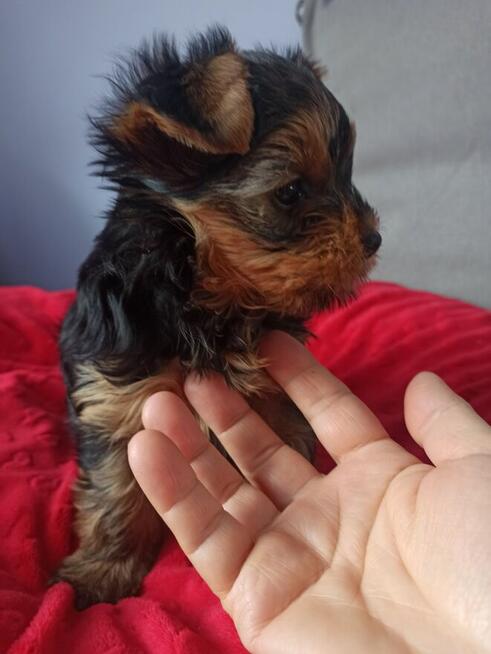 Yorkshire terrier -suczka