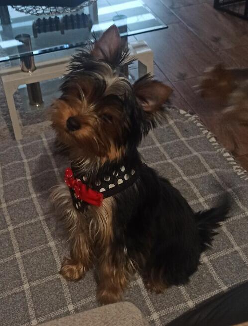 Yorkshire terrier
