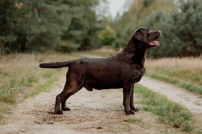 Labrador Retriever szczeniaki FCI ZkwP o/Wrocław