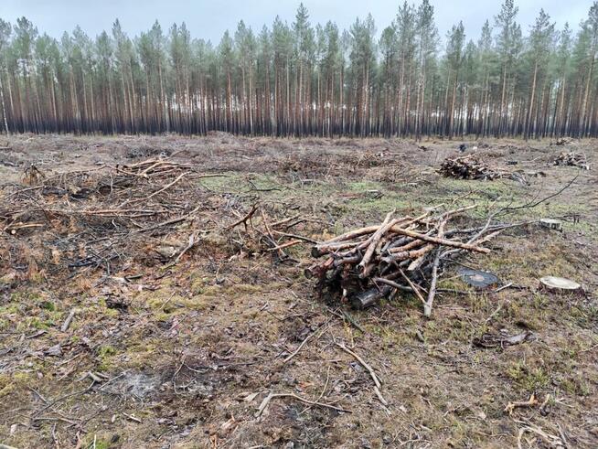 Tani opał GAŁĘZIÓWKA do kominka do ogniska GRUBA