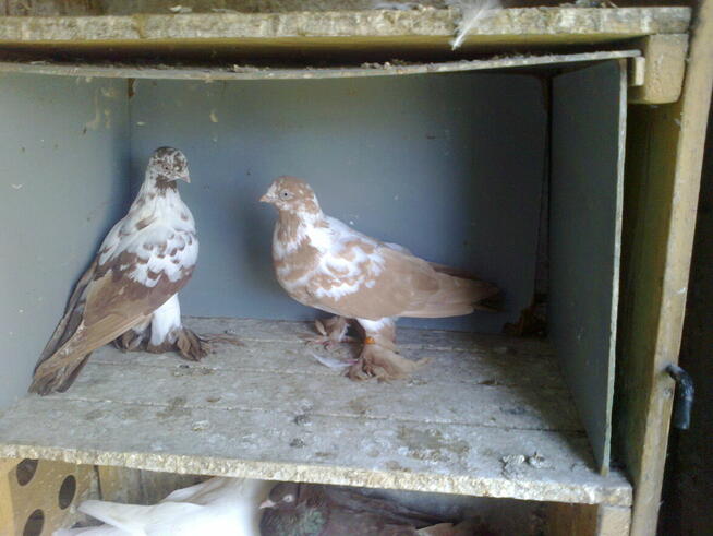 motyle warszawskie-para