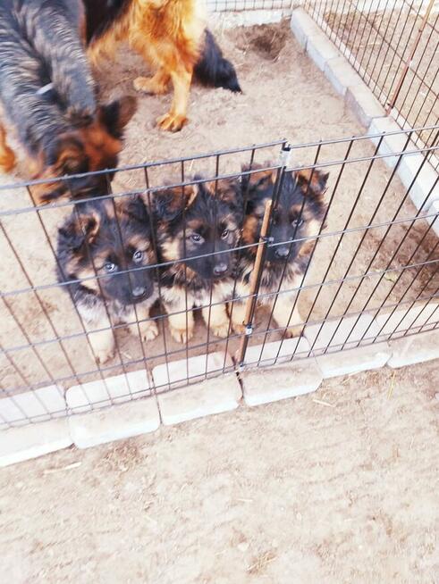 Owczarek Niemiecki Ďługowłosy