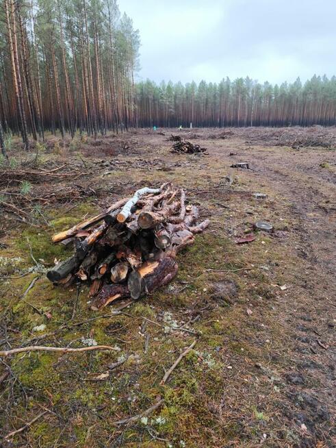 Tani opał GAŁĘZIÓWKA do kominka do ogniska GRUBA