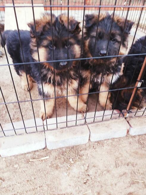 Owczarek Niemiecki Ďługowłosy