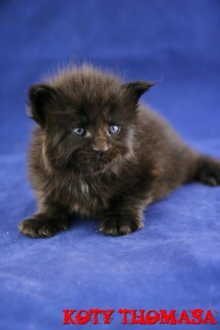 Kotka Maine Coon, Super Charakter i kolor, Gotowa do Odbioru