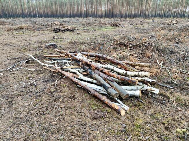 Tani opał GAŁĘZIÓWKA do kominka do ogniska GRUBA