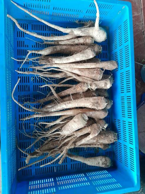 Pietruszka korzeń Arat