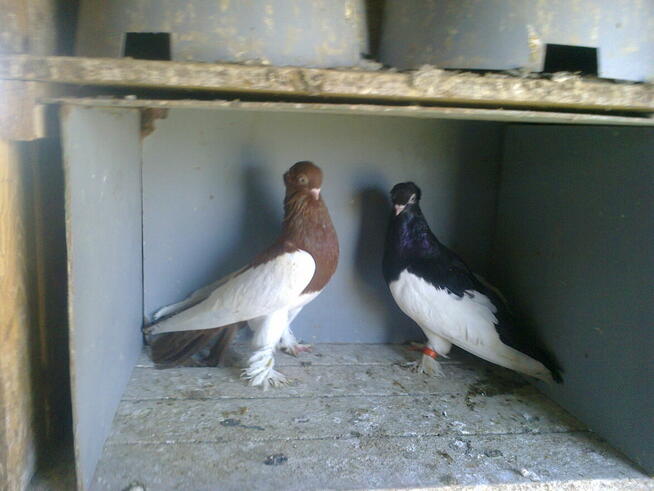 sroczki polskie-para