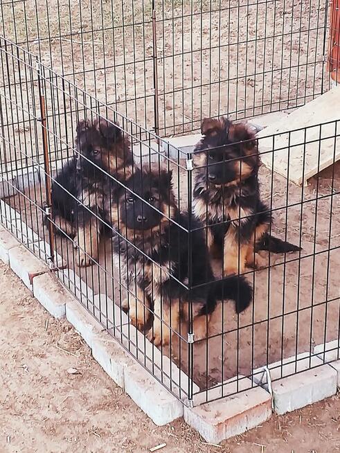 Owczarek Niemiecki Ďługowłosy