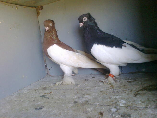 sroczki polskie-para