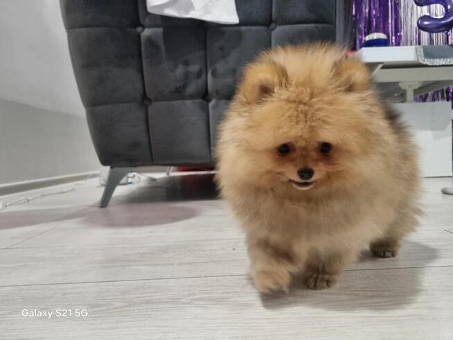 Szpic miniaturowy pomeranian