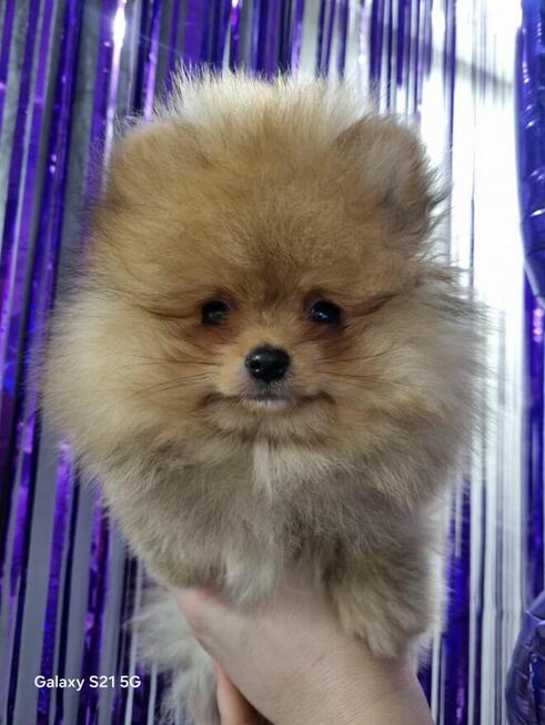 Szpic miniaturowy pomeranian