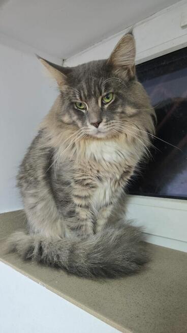 Kot maine coon